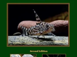 Updated ID info, site, and art for everyone interested in Corydoradinae Catfishes!