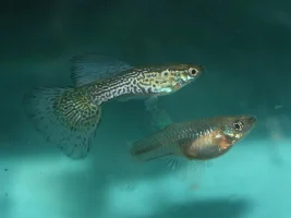 Green lace guppy