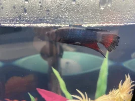 Betta Fish Sick with Ich and Fin Rot... Please Help!