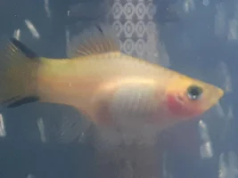 Pregnant fish