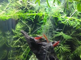 Is my Frog-bit algae bit?