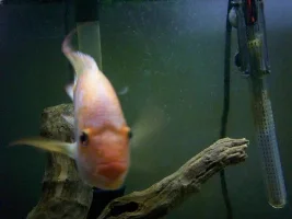 Juans Fish