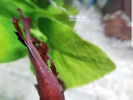 Help!!!! Does my Betta have Dropsy??