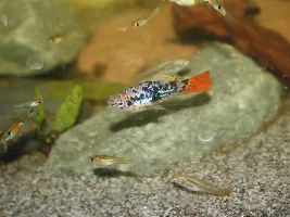 Xiphophorus variatus La laguna