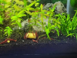 Red cherry shrimp are happy!