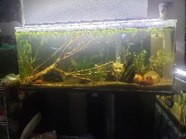 Exciting Trip to the Fish Store