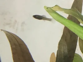 Baby sailfin molly fry!