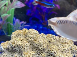 New black and yellow algae growing on coral