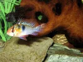 Blue Ram