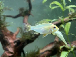 Sexing GBR