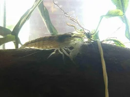 My Journey To Fish Keeping...