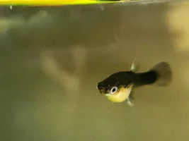 My Livebearers