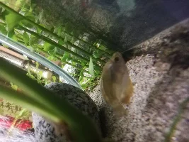 Fish keep dying!!