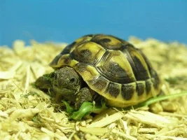 Baby Hermanns Tortoise