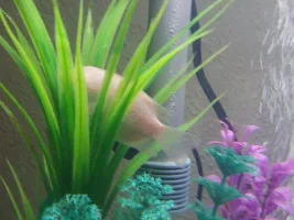 Blood parrot cichlid sick
