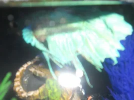 Oddly Bloated Betta