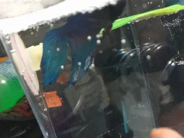 My betta is close to death!! Help please!!