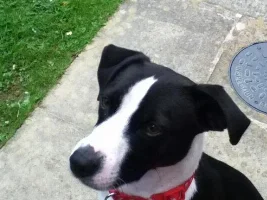September 2014 - Pet Of The Month Comp Entries
