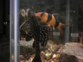 Wanted Pics Of Your Common Or Any Other Type Pleco