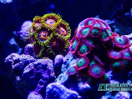 Saltwater pics