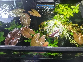 Planted Goldfish tank