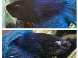 Help for Betta