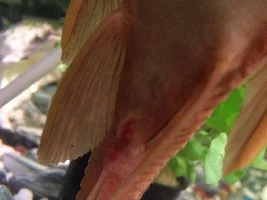 Plecos- Injured anal hole?