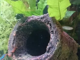 Help Identifying/growing Live Plants