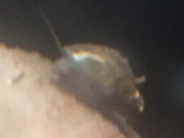 Snail Identification