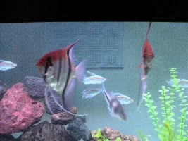 New Home For Fish