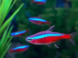 About Cardinal tetra