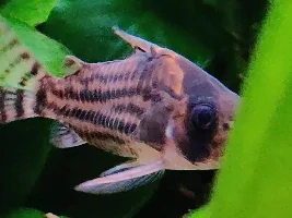 White fuzzy piece in Cory's gills. Please help