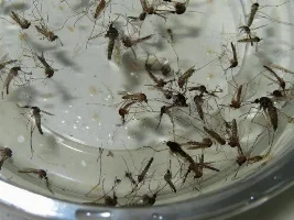 Feeding my tetras some live mosquito larvae