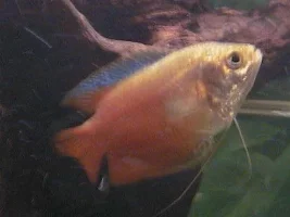 Pleco Heavens Sharky