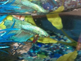 Betta has growth on head