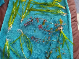 Molly Fish - Not enough oxygen?