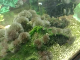 Algae