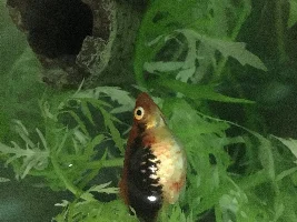 Platy help?