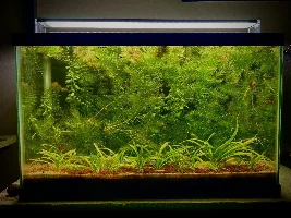 Vote Now - June 2023 Tank of  the  Month Contest (16 gal & smaller)
