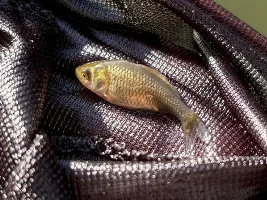 Help identify mystery fish?