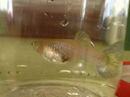 Female Guppy Behaviour