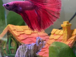Betta fish, need opinions on upgrading tank