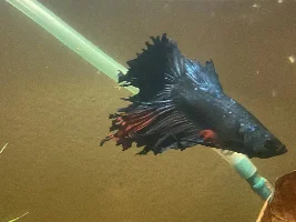 Betta Fin Rot :( Desperate for help
