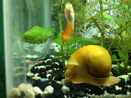 My enormous Mystery Snail