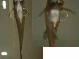 Sick vertical Guppy Female