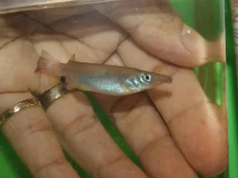 Celebes Halfbeak - Nomorhamphus liemi