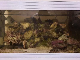 Cleaning up a neglected marine tank.