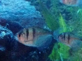 My 120 Gallon