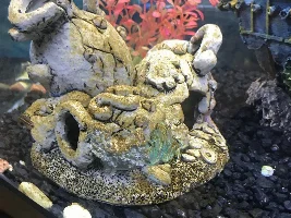 Brown algae problem