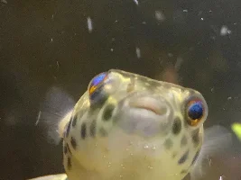 Favorite Fish Photos
